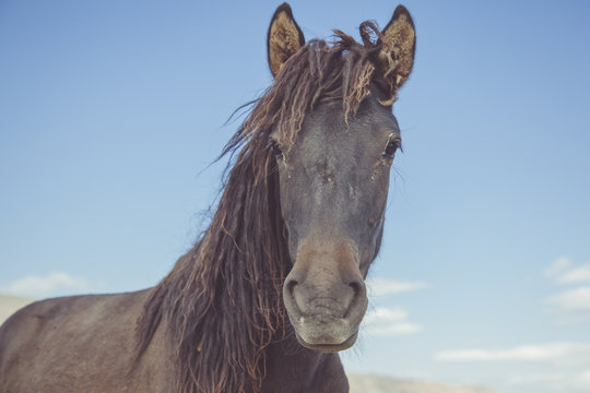 Horse Head