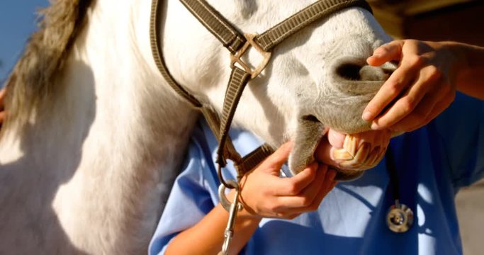 Veterinarian examining horse mouth in ranch 