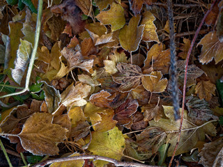 The first frost. Everything was frozen cold and frosty.