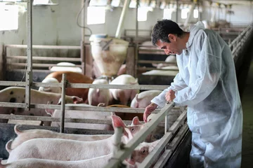 Fotobehang Veterinarian Doctor Examining Pigs at a Pig Farm © RGtimeline