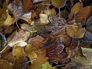 The first frost. Everything was frozen cold and frosty.