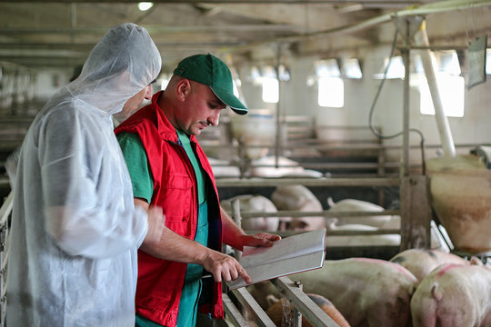 Veterinarian Doctor and Farmer in Pig Barn