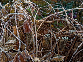 The first frost. Everything was frozen cold and frosty.