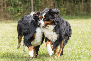 Bernese Mountain Dog