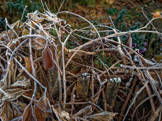 The first frost. Everything was frozen cold and frosty.