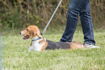 beagle