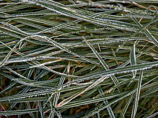The first frost. Everything was frozen cold and frosty.