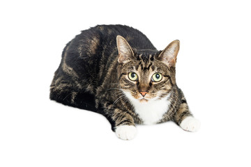 Domestic Cat Looking Into Camera on White