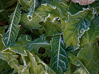 The first frost. Everything was frozen cold and frosty.