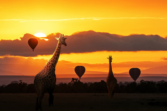 Fototapeta Giraffe Walking Into Sunrise in Africa