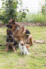 Naklejka premium dogs