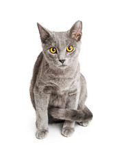 Fototapeta premium Grey Cat With Yellow Eyes