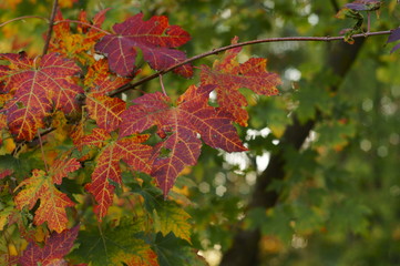 The autumn colors, wonderful colored leaves on the tree