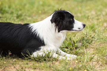 border collie