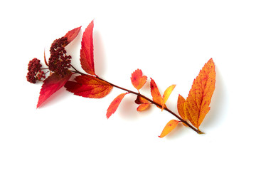 Autumn branch/Autumn, Berry Fruit, Vase, Season, Leaf