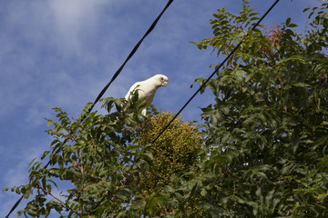 Little Corella 
