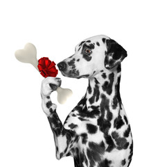 hungry dalmatian dog looking at bone with surprise. Isolated on white