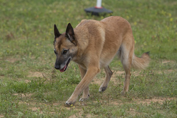 malinois