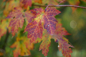 The autumn colors, wonderful colored leaves on the tree