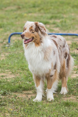 australian shepherd