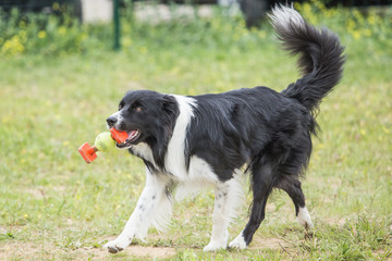 border collie