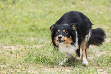 border collie