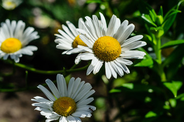 Fototapeta premium White chamomile (matricaria) blossoming on summer in park