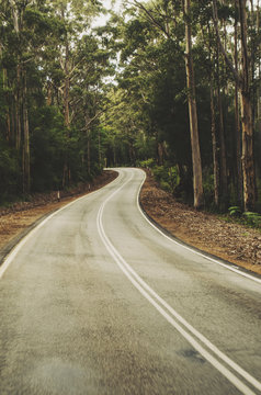Winding road down forest
