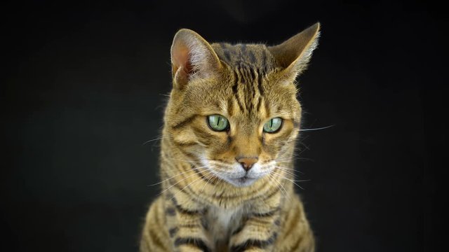 4K Bengal Cat on Black Background Looking at the Camera