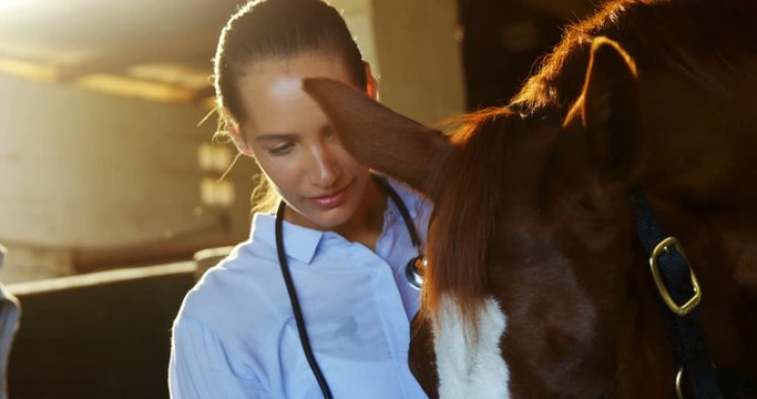 Veterinarian doctor checking a horse 