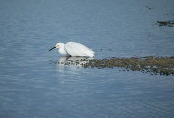 Snowy Egret hunts in wetlands