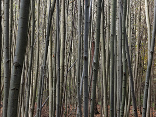 Obraz premium Baumstämme im herbstlichen Wald