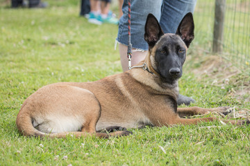 malinois