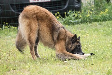 tervuren