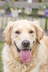 golden retrievers