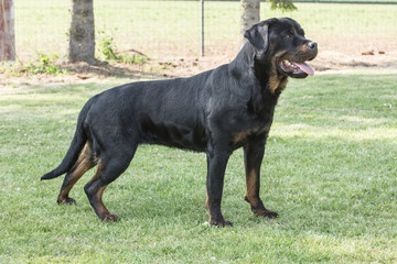 rottweiller