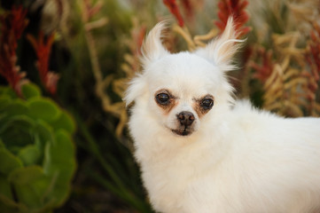 Chihuahua dog outdoor portrait