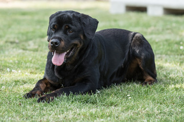 rottweiller