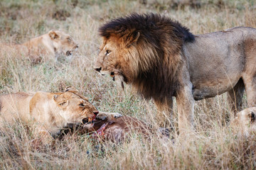 Lioness Protecting Kill From Male Lion