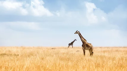 Papier Peint photo Girafe Masai Giraffe in Kenya Plains