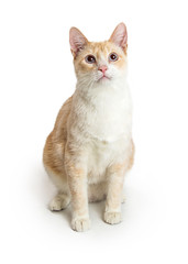 Orange and White Cat Sitting