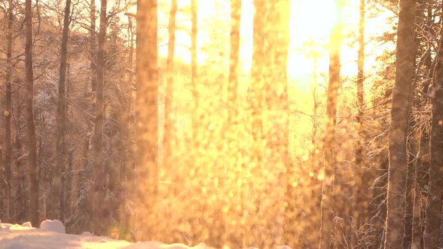 SLOW MOTION DOF Sparkling snowflakes falling on naked trees and lush spruces on mountain slope at golden light sunset. Beautiful woods in Finland winter wonderland. Snowfall in woods at orange sunrise