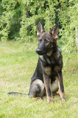 Germas shepherd