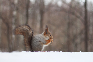 snow, fur, wildlife, nature, nut, brown, rodent, tree, small, animal, white, furry, tail, outdoor, cute, cold, mammal, winter, forest, eating, squirrel, red, food, wild, park, natural