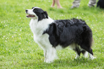border collie