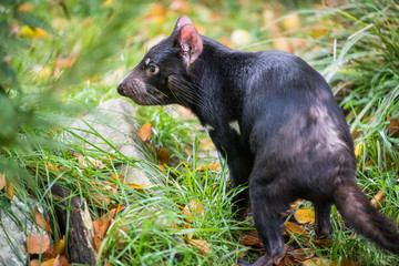 Tasmanian devil trying to defend its habitat