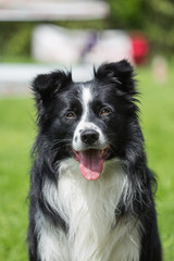 border collie
