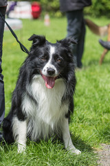 border collie