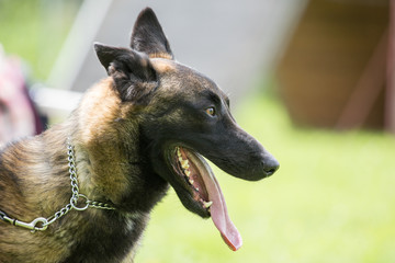 malinois