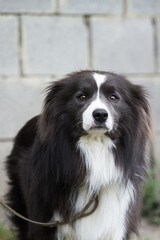 border collie